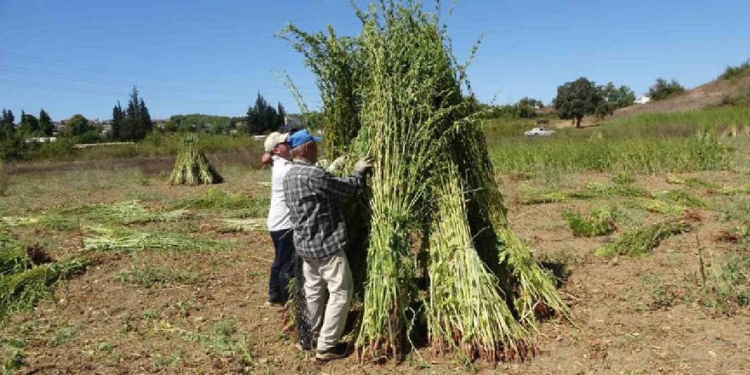 ‘Altın’ olarak anılıyor, 4.000 ton rekolte bekleniyor! Umutlu hasat başladı: Kilosu 140 TL ediyor 5